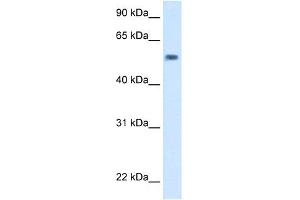 WB Suggested Anti-exd Antibody Titration:  5. (EXD (C-Term) Antikörper)