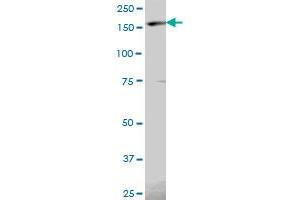 EIF5B MaxPab polyclonal antibody. (EIF5B Antikörper  (AA 1-1220))