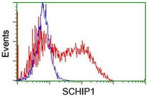 HEK293T cells transfected with either RC206269 overexpress plasmid (Red) or empty vector control plasmid (Blue) were immunostained by anti-SCHIP1 antibody (ABIN2455665), and then analyzed by flow cytometry. (SCHIP1 Antikörper)
