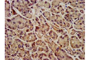 IHC image of ABIN7153159 diluted at 1:400 and staining in paraffin-embedded human pancreatic tissue performed on a Leica BondTM system. (FFAR1 Antikörper  (AA 143-178))