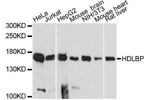 Western blot analysis of extracts of various cell lines, using HDLBP antibody. (HDLBP Antikörper)