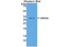 Western Blotting (WB) image for anti-Matrix Metallopeptidase 14 (Membrane-inserted) (MMP14) (AA 322-541) antibody (ABIN1980455) (MMP14 Antikörper  (AA 322-541))