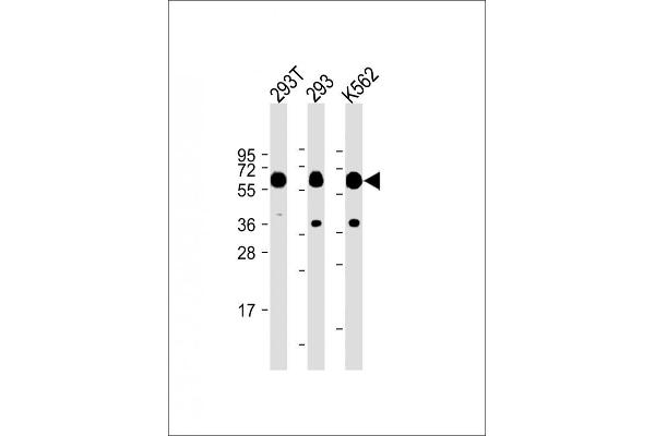 SETD8 Antikörper  (N-Term)