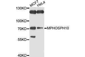 Western blot analysis of extracts of various cell lines, using MPHOSPH10 antibody (ABIN4904408) at 1:1000 dilution. (MPHOSPH10 Antikörper)