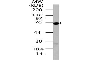 Image no. 1 for anti-DEAD Box Protein 4 (DDX4) (AA 500-724) antibody (ABIN5027140) (DDX4 Antikörper  (AA 500-724))