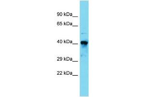 Host:  Rabbit  Target Name:  Rara  Sample Type:  Mouse Kidney lysates  Antibody Dilution:  1. (Retinoic Acid Receptor alpha Antikörper  (N-Term))