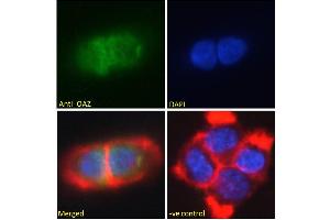 ABIN308409 Immunofluorescence analysis of paraformaldehyde fixed A431 cells, permeabilized with 0. (Znf423 Antikörper  (N-Term))