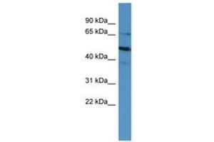 Image no. 1 for anti-POU Class 6 Homeobox 2 (POU6F2) (AA 604-653) antibody (ABIN6746159)