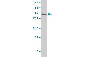 Western Blotting (WB) image for anti-NDE1 (NDE1) (AA 1-335) antibody (ABIN565777)