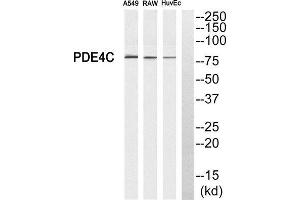 Western Blotting (WB) image for anti-phosphodiesterase 4C, CAMP-Specific (PDE4C) (Internal Region) antibody (ABIN1850976) (PDE4C Antikörper  (Internal Region))