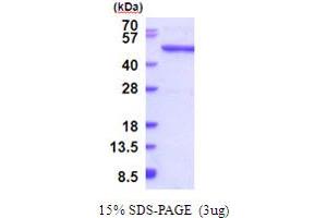 Queuine tRNA-Ribosyltransferase Domain Containing 1 (QTRTD1) (AA 1-415) protein (His tag)