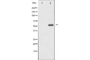 Western blot analysis of Chk1 expression in Raw264.