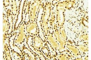 ABIN6269364 at 1/100 staining Mouse kidney tissue by IHC-P. (ERBB4 Antikörper  (C-Term))