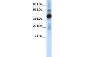 WB Suggested Anti-CREB1 Antibody Titration:  0. (CREB1 Antikörper  (N-Term))
