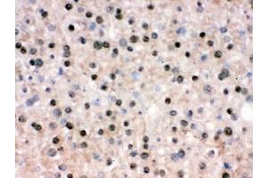 IHC testing of frozen mouse liver tissue with RBBP4 antibody. (RBBP4 / RbAp48 / NURF55 Antikörper)