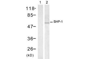 Western blot analysis of extracts from Raw264. (SHP1 Antikörper)