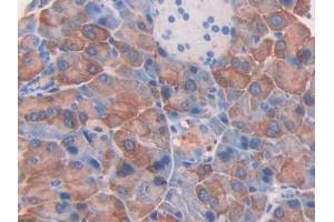 DAB staining on IHC-P; Samples: Mouse Pancreas Tissue (Thrombospondin 2 Antikörper  (AA 968-1170))
