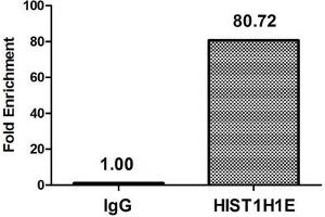 Chromatin Immunoprecipitation Hela (4*10 6 , treated with 30 mM sodium butyrate for 4h) were treated with Micrococcal Nuclease, sonicated, and immunoprecipitated with 8 μg anti-HIST1H1E (ABIN7139163) or a control normal rabbit IgG. (HIST1H1E Antikörper  (acLys16))