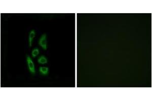 Immunofluorescence analysis of A549 cells, using ACOT12 Antibody. (ACOT12 Antikörper  (AA 281-330))