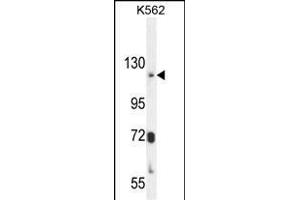 ATP8A2 Antibody (N-term) (ABIN654888 and ABIN2844540) western blot analysis in K562 cell line lysates (35 μg/lane). (ATP8A2 Antikörper  (N-Term))
