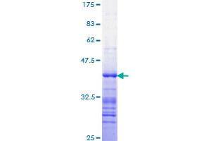 STAT3 Protein (AA 670-769) (GST tag)