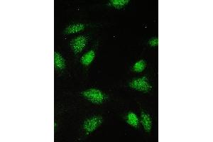 IF analysis of PAX5 using anti-PAX5 antibody (ABIN5692907). (PAX5 Antikörper  (AA 217-282))