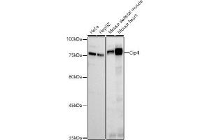 Western blot analysis of extracts of various cell lines, using Cip4 antibody (ABIN7270822) at 1:500 dilution. (TRIP10 Antikörper)