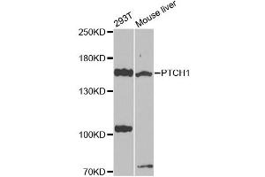 Western blot analysis of extracts of various cell lines, using PTCH1 antibody (ABIN4904887) at 1:1000 dilution. (Patched 1 Antikörper)