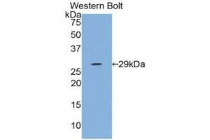 Western Blotting (WB) image for anti-Interleukin 12 alpha (IL12A) (AA 23-219) antibody (ABIN3209532) (IL12A Antikörper  (AA 23-219))
