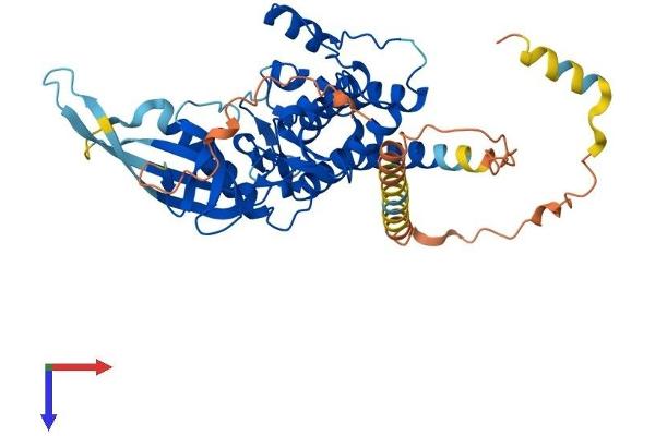 STK40 Protein (AA 1-435) (His tag)