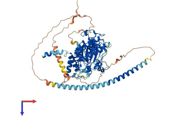 DMPK Protein (AA 1-629) (His tag)