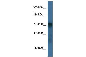 WB Suggested Anti-Atg9a Antibody Titration: 1. (ATG9A Antikörper  (C-Term))
