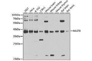 Western Blotting (WB) image for anti-G protein beta subunit-like (GBL) (AA 1-326) antibody (ABIN3021324)