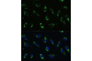 Immunofluorescence analysis of U-2 OS cells using I antibody (ABIN7265720) at dilution of 1:100. (ATP5I Antikörper  (AA 1-69))