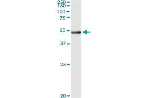 Immunoprecipitation of PIPOX transfected lysate using anti-PIPOX monoclonal antibody and Protein A Magnetic Bead , and immunoblotted with PIPOX MaxPab rabbit polyclonal antibody. (PIPOX Antikörper  (AA 292-384))