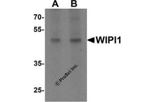 Western Blotting (WB) image for anti-WD Repeat Domain, phosphoinositide Interacting 1 (WIPI1) (C-Term) antibody (ABIN1077376) (WIPI1 Antikörper  (C-Term))