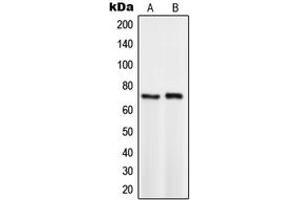 Western blot analysis of TCF3 expression in HeLa (A), BYDP (B) whole cell lysates. (TCF3 Antikörper  (C-Term))