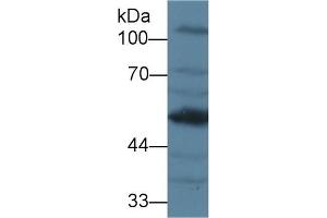 Detection of AGT in Mouse Kidney lysate using Polyclonal Antibody to Angiotensinogen (AGT) (AGT Antikörper  (AA 23-477))