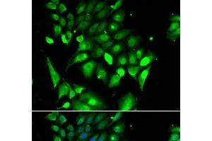 Immunofluorescence analysis of HeLa cells using BHLHE40 Polyclonal Antibody (BHLHE40 Antikörper)