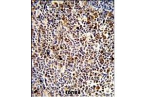 Formalin-fixed and paraffin-embedded human tonsil reacted with KIR3DL3 Antibody (Center), which was peroxidase-conjugated to the secondary antibody, followed by DAB staining. (KIR3DL3 Antikörper  (AA 132-158))