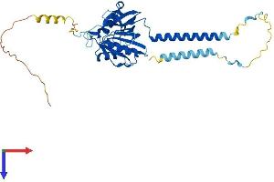 BRIX1 Protein (AA 1-353) (His tag)