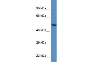 WB Suggested Anti-Trim11 Antibody   Titration: 1. (TRIM11 Antikörper  (C-Term))