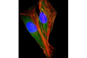 Immunofluorescence (IF) image for anti-SHC (Src Homology 2 Domain Containing) Transforming Protein 2 (SHC2) (AA 129-163) antibody (ABIN6242869)