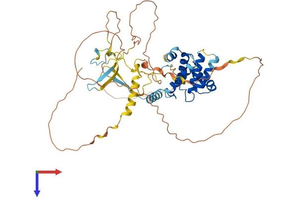 CABLES2 Protein (AA 1-476) (His tag)