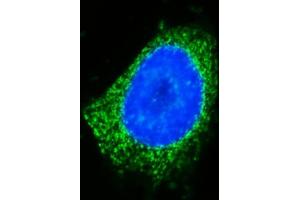 IF analysis of GOLGA3 using anti-GOLGA3 antibody (ABIN7600298).