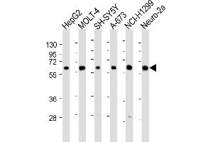 All lanes : Anti-CHRNA4 Antibody (N-Term) at 1:2000 dilution Lane 1: HepG2 whole cell lysate Lane 2: MOLT-4 whole cell lysate Lane 3: SH-SY5Y whole cell lysate Lane 4: A-673 whole cell lysate Lane 5: NCI- whole cell lysate Lane 6: Neuro-2a whole cell lysate Lysates/proteins at 20 μg per lane. (CHRNA4 Antikörper  (AA 176-208))