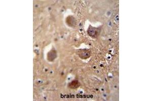 TDRD7 antibody (C-term) immunohistochemistry analysis in formalin fixed and paraffin embedded human brain tissue followed by peroxidase conjugation of the secondary antibody and DAB staining.