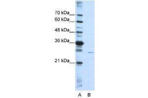 WB Suggested Anti-EMG1  Antibody Titration: 0. (EMG1 Antikörper  (N-Term))