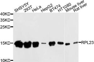 Western blot analysis of extracts of various cell lines, using RPL23 antibody (ABIN4905037) at 1:1000 dilution. (RPL23 Antikörper)