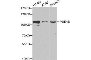 Western blot analysis of extracts of various cell lines, using PDE4D antibody. (PDE4D Antikörper  (AA 249-518))
